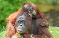 bigstock-Mother-Orangutan-With-Her-Baby-1695891