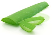 blossomeco-Aloe-vera-18500171.jpg