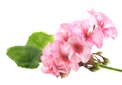 blossomeco-Geranium-4975621
